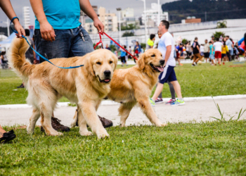 Brasília agora é cidade ‘pet friendly’ com nova lei sancionada pela governadora Celina Leão