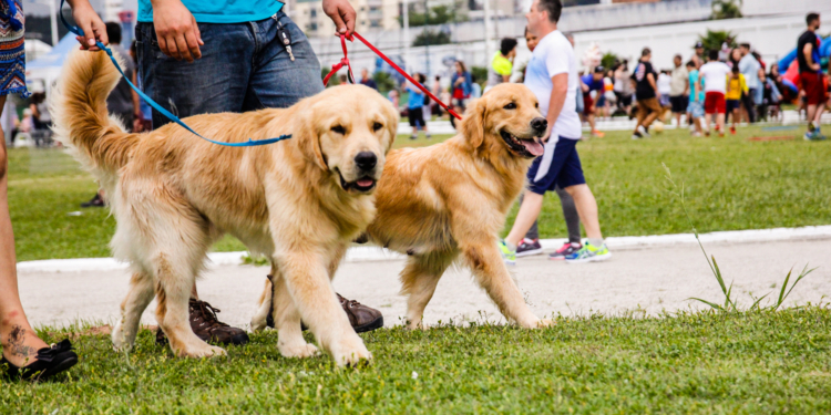 Brasília agora é cidade ‘pet friendly’ com nova lei sancionada pela governadora Celina Leão