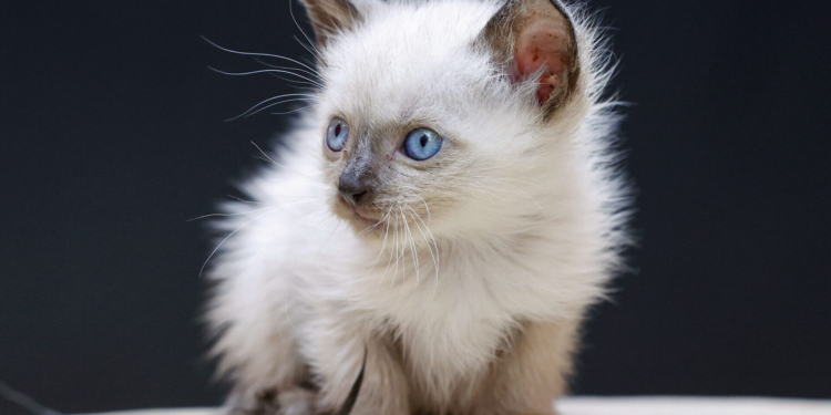 PKS Pets: Feirinha de adoção enche o ParkShopping de fofuras caninas e felinas