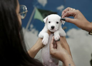 PKS Pets: Feirinha de adoção do ParkShopping traz fofuras caninas e felinas neste fim de semana