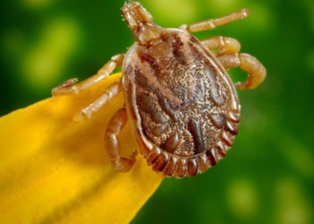 Saiba como evitar contato com o carrapato que causa a febre maculosa