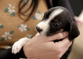 Última edição: feirinha de adoção PKS Pets é neste sábado e domingo