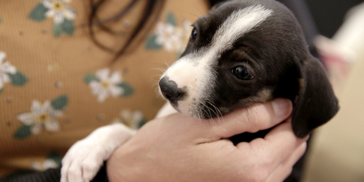 Última edição: feirinha de adoção PKS Pets é neste sábado e domingo