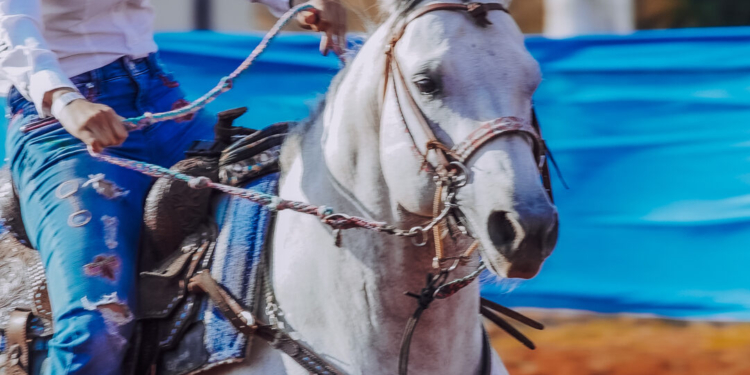 Expoabra 2023: Programação traz a riqueza do campo à Brasília