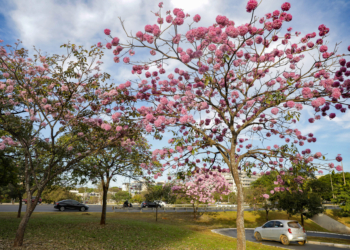 Ipês-roxos florescem na capital