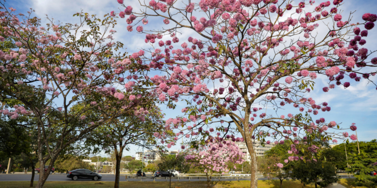 Ipês-roxos florescem na capital