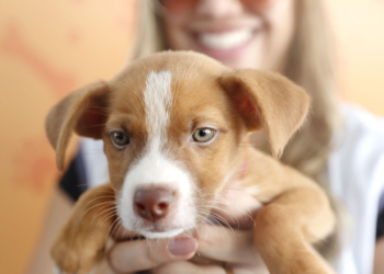 ParkShopping promove feira de adoção de pets, palestras e oficinas temáticas