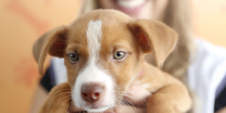 ParkShopping promove feira de adoção de pets, palestras e oficinas temáticas