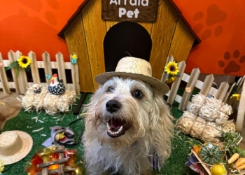 3º Arraiá Pet Solidário arrecada verba para ONGs de proteção animal