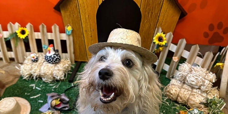 3º Arraiá Pet Solidário arrecada verba para ONGs de proteção animal