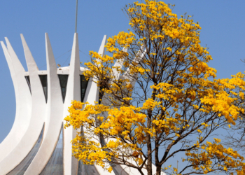 Temporada dos Ipês: primavera no Cerrado é caracterizada por diversas floradas marcantes