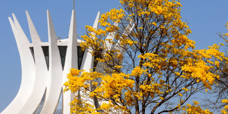 Temporada dos Ipês: primavera no Cerrado é caracterizada por diversas floradas marcantes