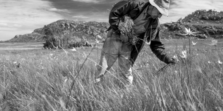 Foto BSB apresenta mostra gratuita de João Ripper