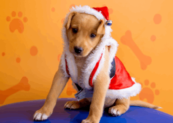 ParkShopping recebe o último Parkpets do ano com pegada natalina