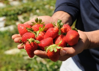 Distrito Federal exporta morangos de Brazlândia para Portugal