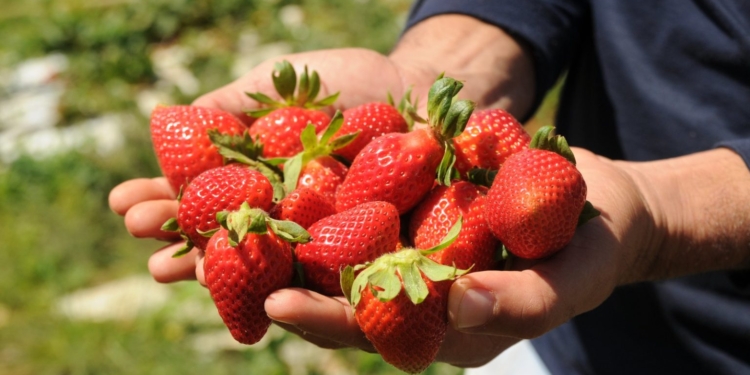 Distrito Federal exporta morangos de Brazlândia para Portugal