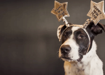 Como deixar os pets mais seguros nas festas de final de ano