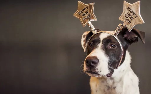 Como deixar os pets mais seguros nas festas de final de ano