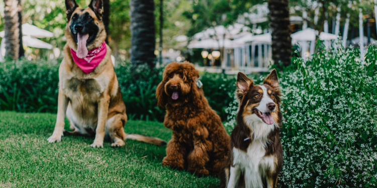 Cobasi do Casapark promove o CarnaPet neste sábado, 8 de março