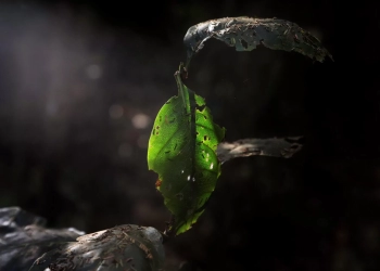 Exposição “Nada Sobre Nós, Sem Nós” destaca protagonismo de pessoas com deficiência no Festival Mês da Fotografia, no Museu da República