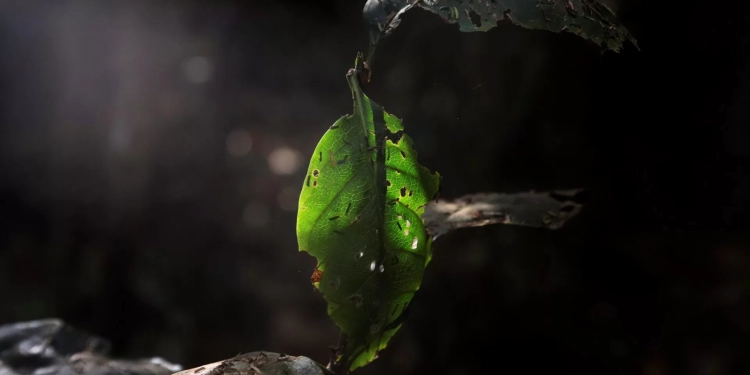 Exposição “Nada Sobre Nós, Sem Nós” destaca protagonismo de pessoas com deficiência no Festival Mês da Fotografia, no Museu da República