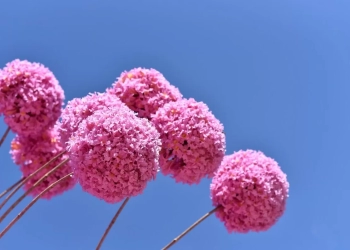 Boulevard Shopping Brasília celebra o Dia Mundial da Fotografia com imagens de Zuleika de Souza sobre o Cerrado