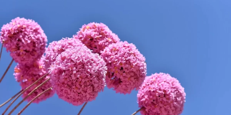 Boulevard Shopping Brasília celebra o Dia Mundial da Fotografia com imagens de Zuleika de Souza sobre o Cerrado