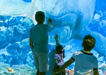 Uma viagem pelo planeta azul: Oceano Vivo estreia experiência imersiva em Brasília