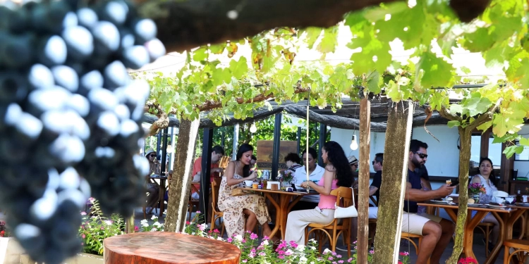 Rota das Uvas consolida Brasília como novo polo de enoturismo no Cerrado