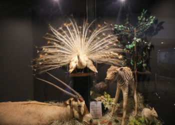 Museu de Ciências Naturais do Zoo de Brasília reabre com novo acervo interativo e foco em educação ambiental