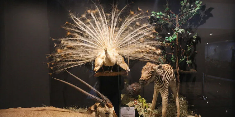 Museu de Ciências Naturais do Zoo de Brasília reabre com novo acervo interativo e foco em educação ambiental