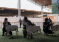 Brasília recebe 19ª Exposição Nacional Dorper & White Dorper e destaca força da genética ovina no agronegócio