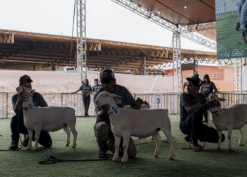 Brasília recebe 19ª Exposição Nacional Dorper & White Dorper e destaca força da genética ovina no agronegócio