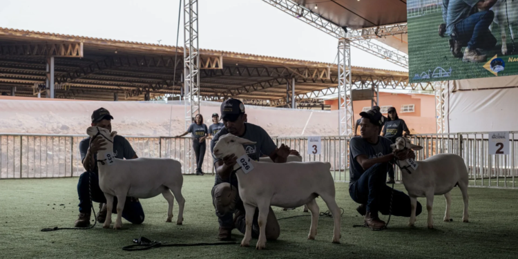 Brasília recebe 19ª Exposição Nacional Dorper & White Dorper e destaca força da genética ovina no agronegócio