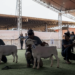 Brasília recebe 19ª Exposição Nacional Dorper & White Dorper e destaca força da genética ovina no agronegócio